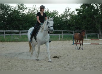 Koń lipicański Mix, Klacz, 14 lat, 155 cm, Siwa