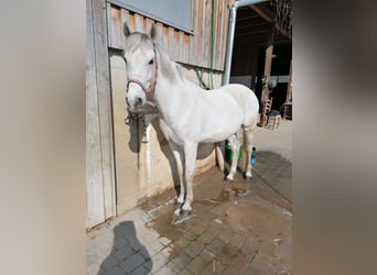 Koń lipicański Mix, Klacz, 14 lat, 160 cm, Siwa w hreczce