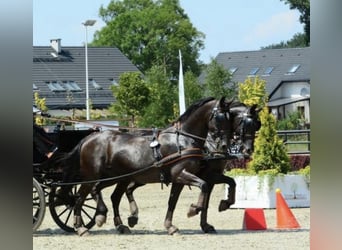 Koń lipicański, Klacz, 14 lat, 162 cm, Ciemnogniada