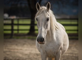 Koń lipicański, Klacz, 14 lat, Siwa