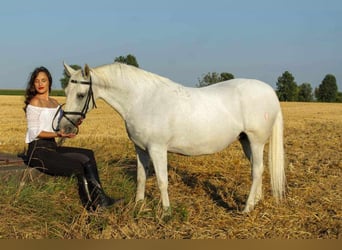 Koń lipicański, Klacz, 15 lat, 153 cm, Siwa