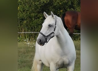 Koń lipicański, Klacz, 15 lat, 160 cm, Siwa