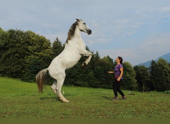 Koń lipicański, Klacz, 16 lat, 163 cm, Siwa