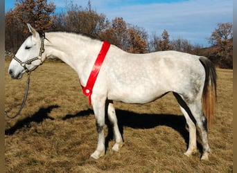 Koń lipicański, Klacz, 16 lat, 163 cm, Siwa