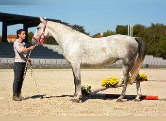 Koń lipicański, Klacz, 16 lat, 163 cm, Siwa