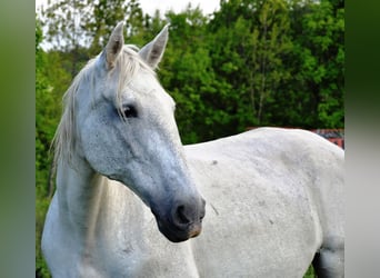 Koń lipicański, Klacz, 17 lat, 162 cm, Siwa
