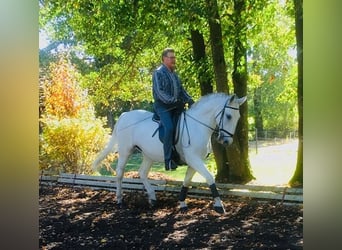 Koń lipicański, Klacz, 18 lat, 160 cm, Siwa