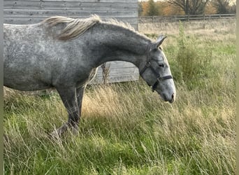 Koń lipicański, Klacz, 1 Rok, 130 cm, Siwa