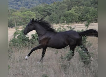 Koń lipicański, Klacz, 1 Rok, 155 cm, Ciemnogniada
