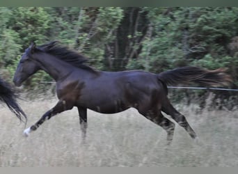 Koń lipicański, Klacz, 1 Rok, 155 cm, Ciemnogniada