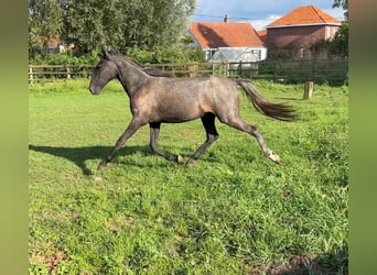 Koń lipicański, Klacz, 2 lat, 144 cm, Siwa