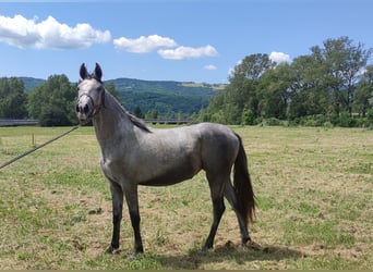 Koń lipicański, Klacz, 2 lat, 154 cm, Siwa