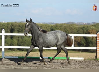 Koń lipicański, Klacz, 2 lat, 158 cm, Siwa