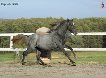 Koń lipicański, Klacz, 2 lat, 158 cm, Siwa