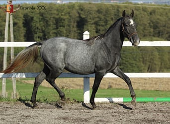 Koń lipicański, Klacz, 2 lat, 158 cm, Siwa