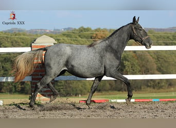 Koń lipicański, Klacz, 2 lat, 158 cm, Siwa