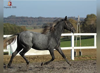 Koń lipicański, Klacz, 2 lat, 158 cm, Siwa