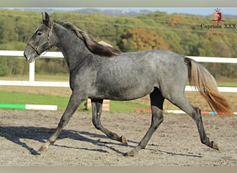 Koń lipicański, Klacz, 2 lat, 158 cm, Siwa