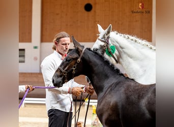 Koń lipicański, Klacz, 2 lat, 160 cm, Siwa