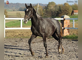 Koń lipicański, Klacz, 2 lat, 160 cm, Siwa