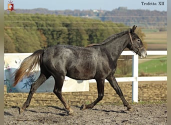 Koń lipicański, Klacz, 2 lat, 160 cm, Siwa