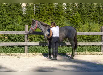 Koń lipicański, Klacz, 2 lat, 162 cm, Siwa