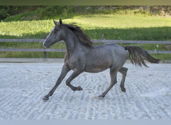Koń lipicański, Klacz, 2 lat, 162 cm, Siwa
