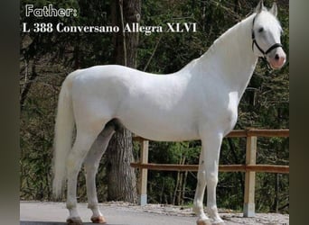 Koń lipicański, Klacz, 2 lat, 162 cm, Siwa