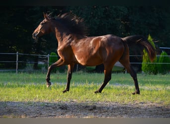 Koń lipicański, Klacz, 2 lat, 165 cm, Gniada