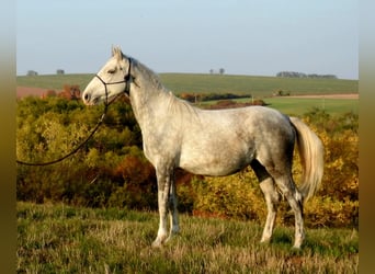 Koń lipicański, Klacz, 2 lat, Siwa