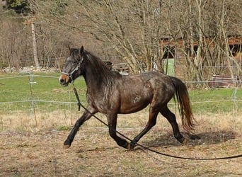Koń lipicański, Klacz, 3 lat, 143 cm, Siwa