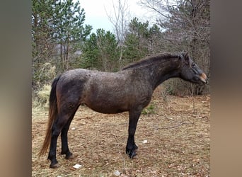 Koń lipicański, Klacz, 3 lat, 143 cm, Siwa