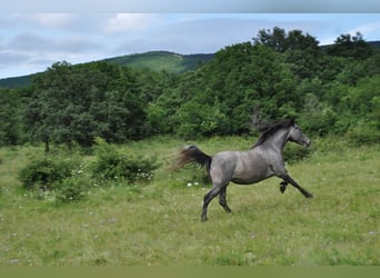 Koń lipicański, Klacz, 3 lat, 146 cm, Siwa