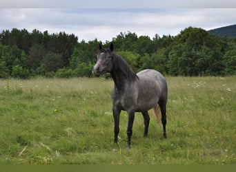 Koń lipicański, Klacz, 3 lat, 146 cm, Siwa