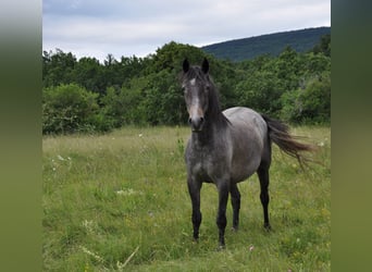 Koń lipicański, Klacz, 3 lat, 148 cm, Siwa