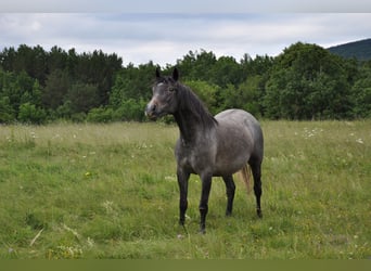 Koń lipicański, Klacz, 3 lat, 148 cm, Siwa