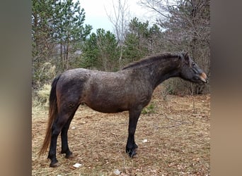 Koń lipicański, Klacz, 3 lat, 148 cm, Siwa