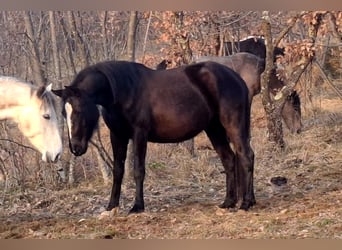 Koń lipicański, Klacz, 3 lat, 150 cm, Ciemnogniada