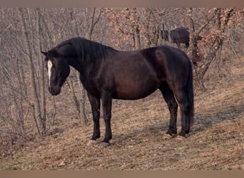 Koń lipicański, Klacz, 3 lat, 150 cm, Ciemnogniada