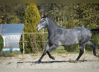 Koń lipicański, Klacz, 3 lat, 150 cm, Siwa