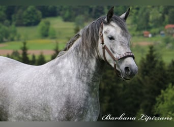 Koń lipicański, Klacz, 3 lat, 152 cm, Siwa