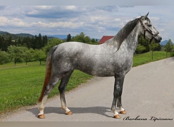 Koń lipicański, Klacz, 3 lat, 152 cm, Siwa