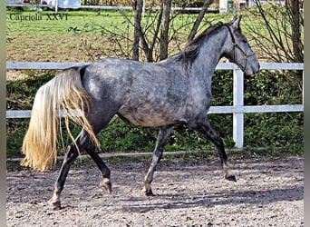 Koń lipicański, Klacz, 3 lat, 152 cm, Siwa