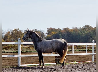 Koń lipicański, Klacz, 3 lat, 152 cm, Siwa