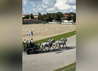 Koń lipicański, Klacz, 3 lat, 162 cm, Siwa