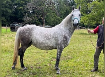 Koń lipicański, Klacz, 4 lat, 147 cm, Siwa