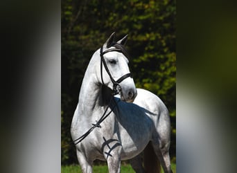 Koń lipicański, Klacz, 4 lat, 148 cm, Siwa