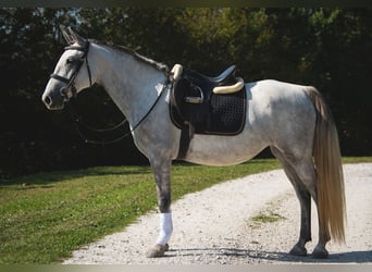 Koń lipicański, Klacz, 4 lat, 148 cm, Siwa