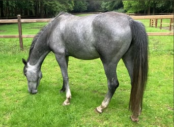 Koń lipicański, Klacz, 4 lat, 150 cm, Stalowosiwy
