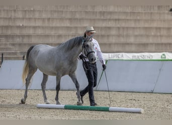 Koń lipicański, Klacz, 4 lat, 155 cm, Biała